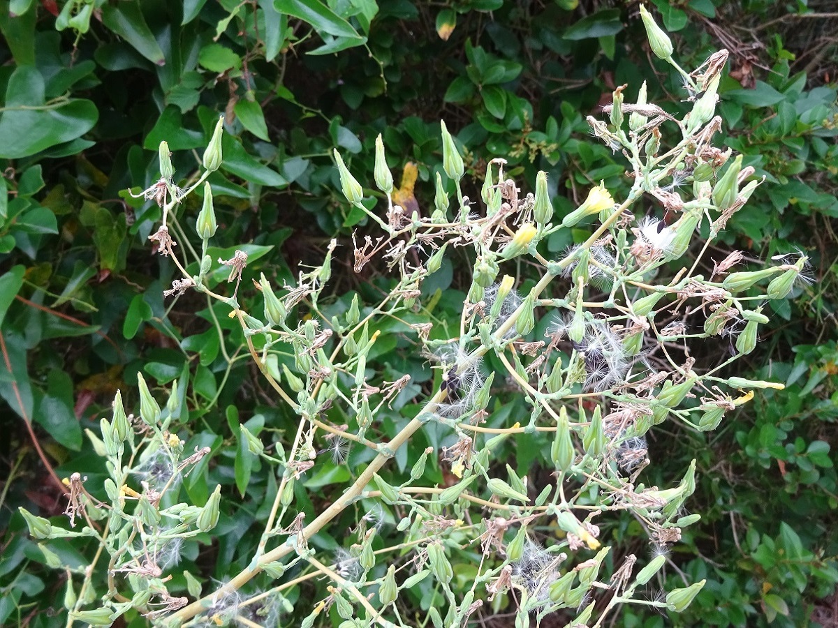 Lactuca virosa (Asteraceae)